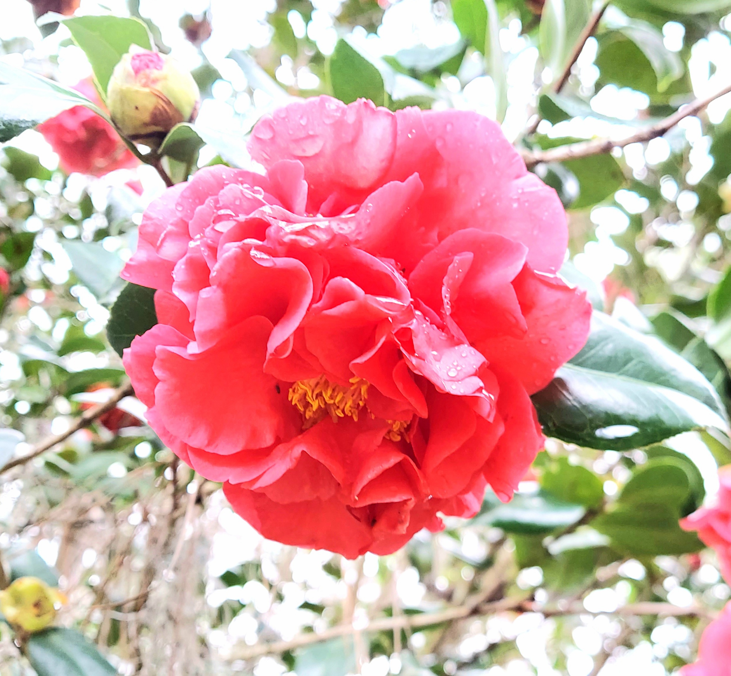 Camellia Garden